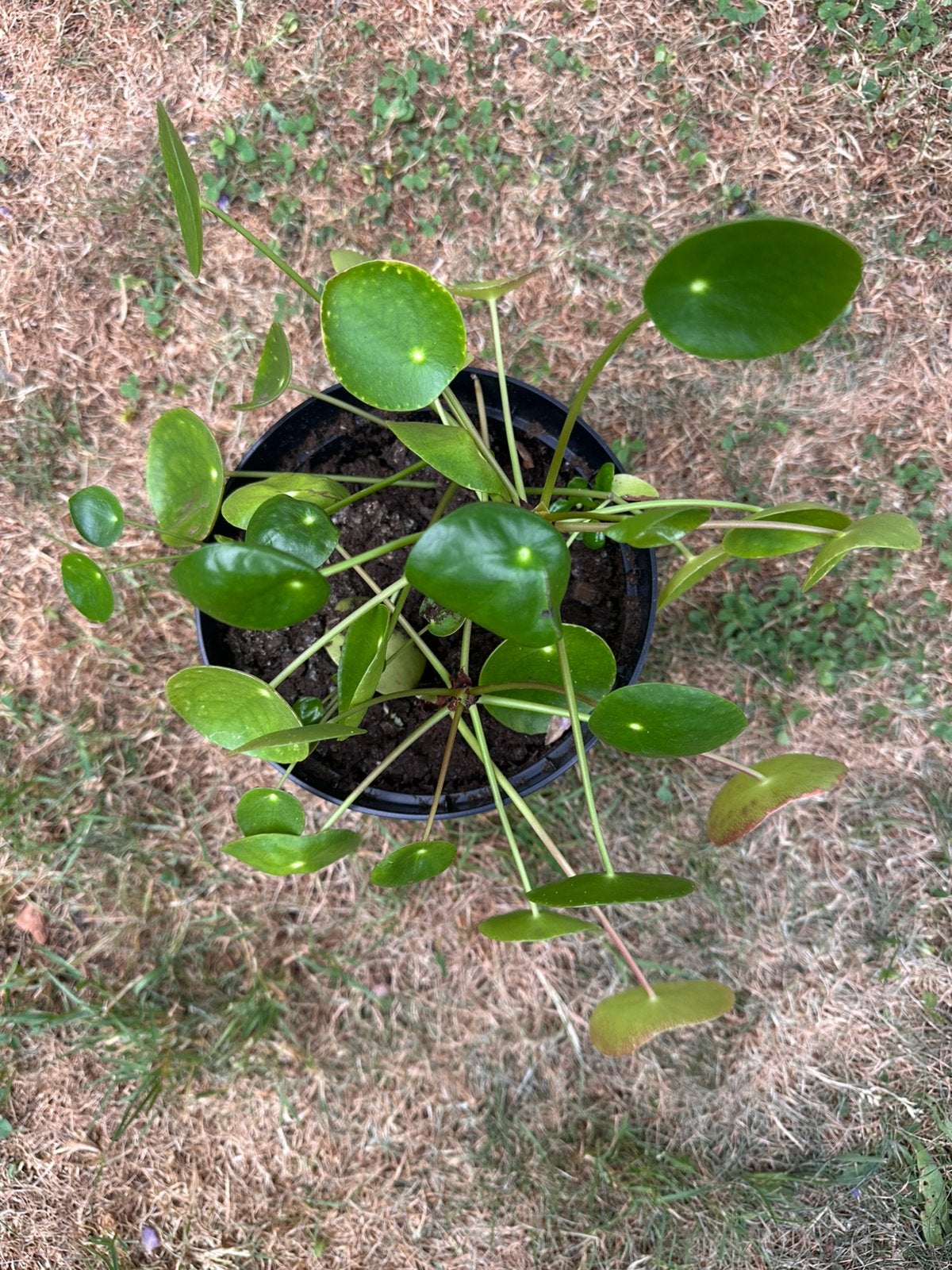 Stekjes pannekoekplant, Ophalen, Overige soorten, Halfschaduw, Minder dan 100 cm