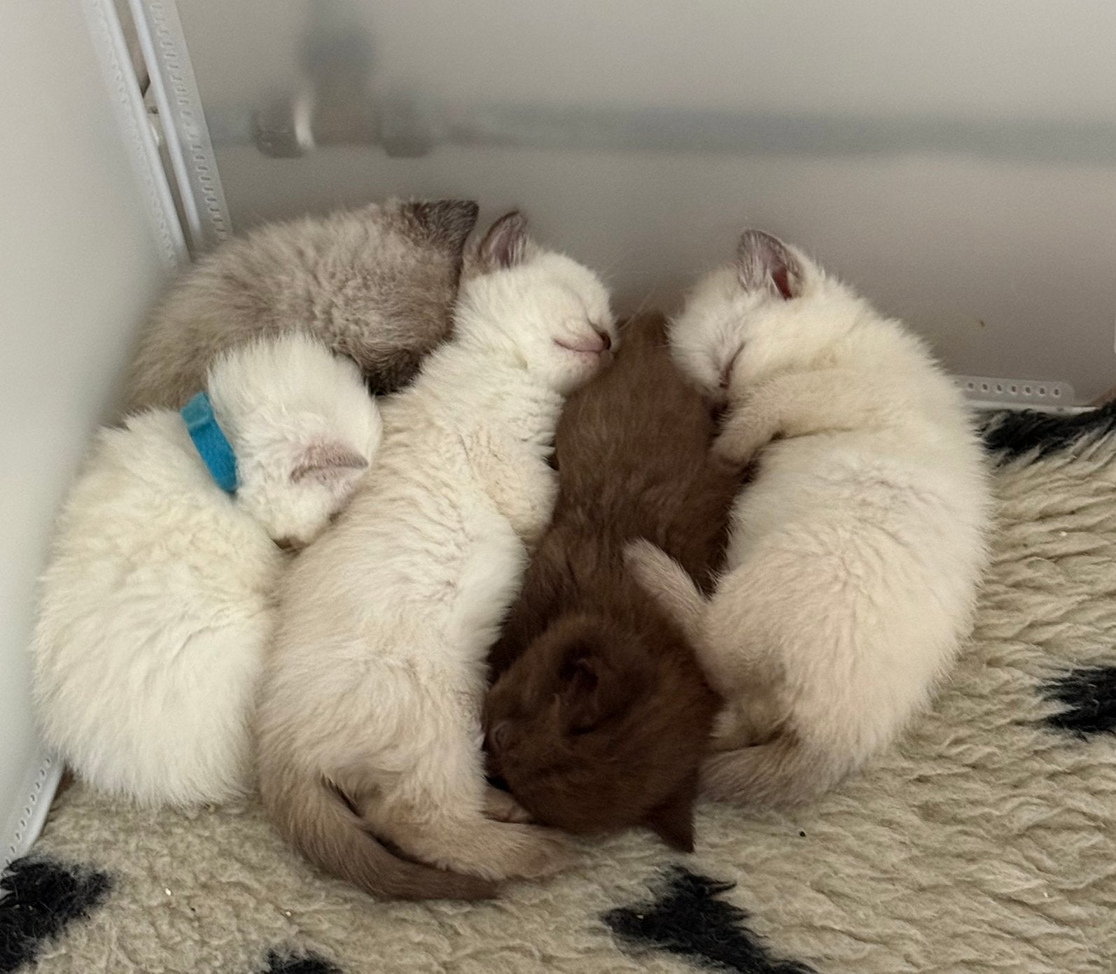 Britse kortharen 4 points 1 choco, Meerdere dieren, Ontwormd, 0 tot 2 jaar