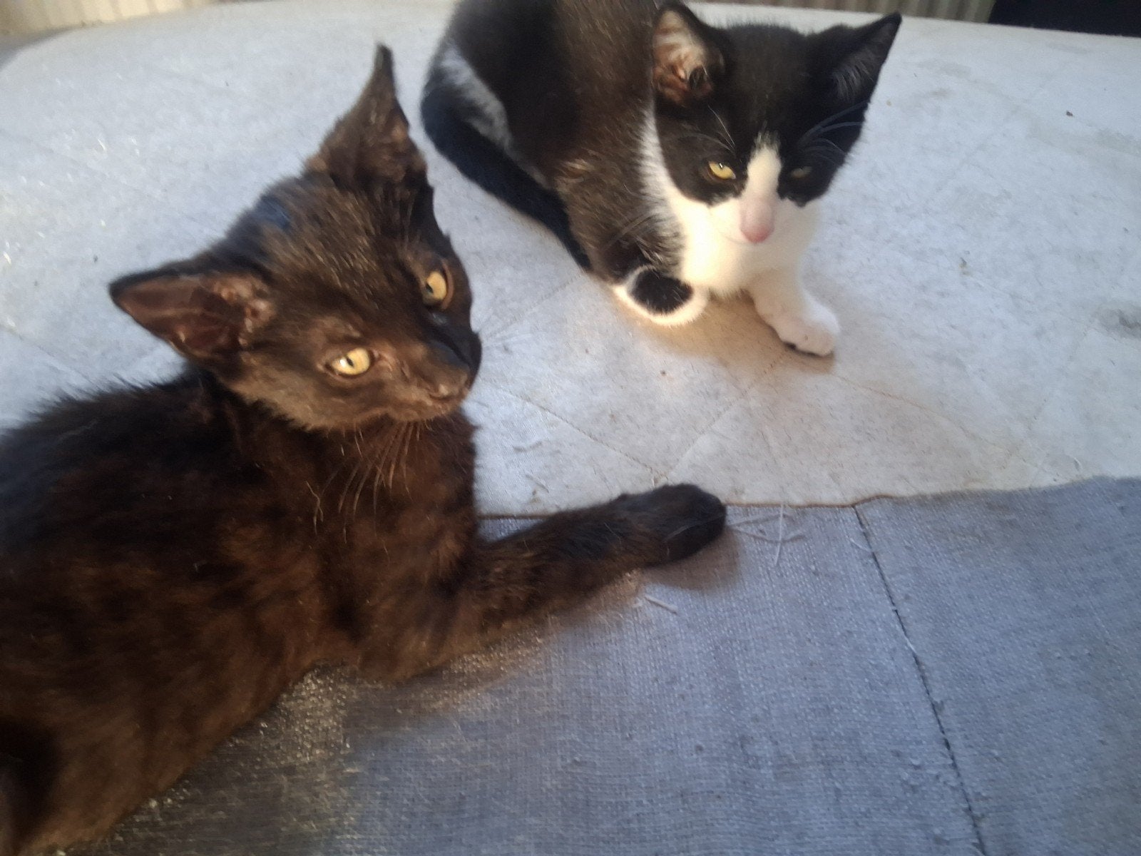 Kittens 12weken oud. Opgevoed met meedere katten.