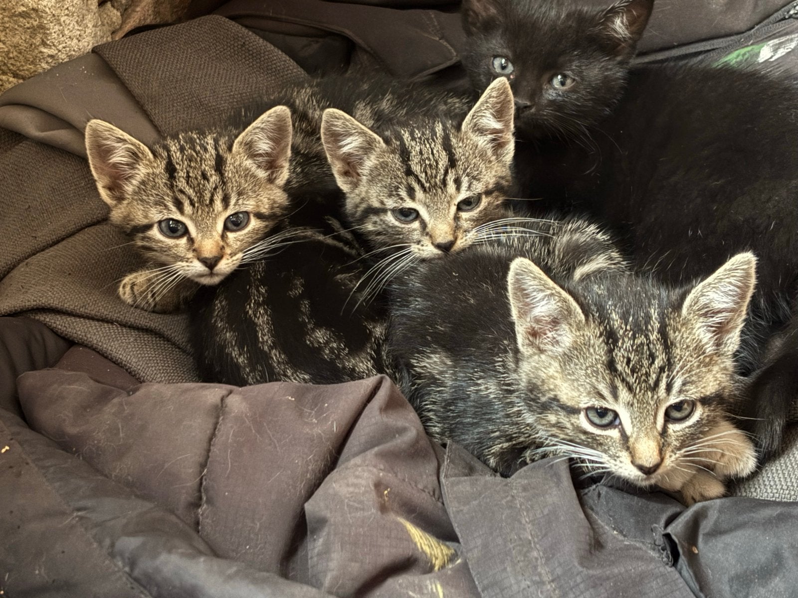 Kittens