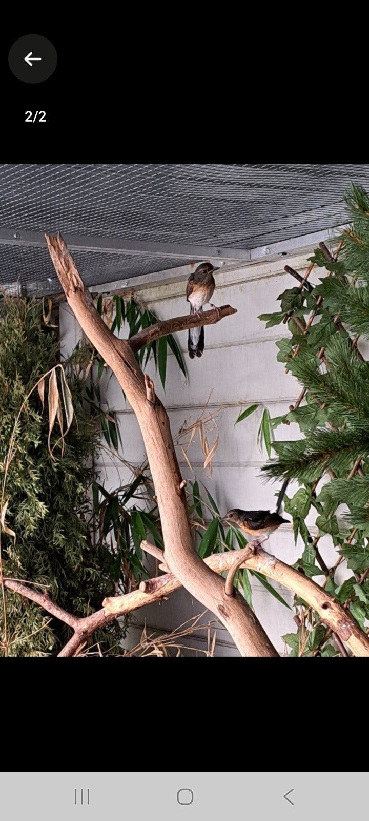 te koop mooie koppel shamalijsters, Dieren en Toebehoren, Vogels | Overige Vogels, Meerdere dieren, Wildzangvogel, Geringd