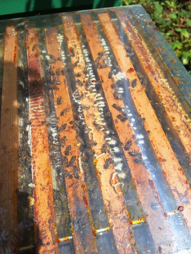 Bijenvolk op simplex, Dieren en Toebehoren, Bijen