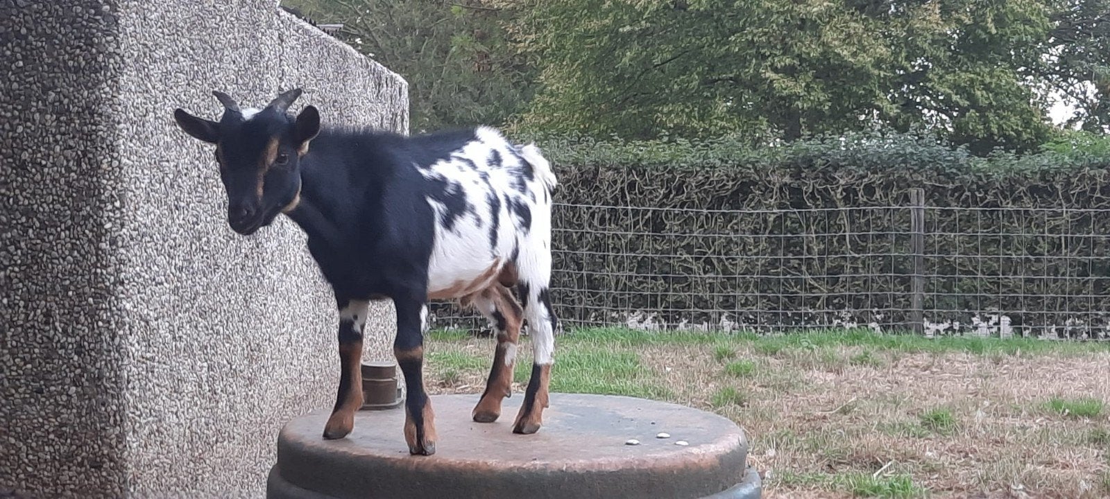 dek bok te koop, Mannelijk, Geit, 0 tot 2 jaar