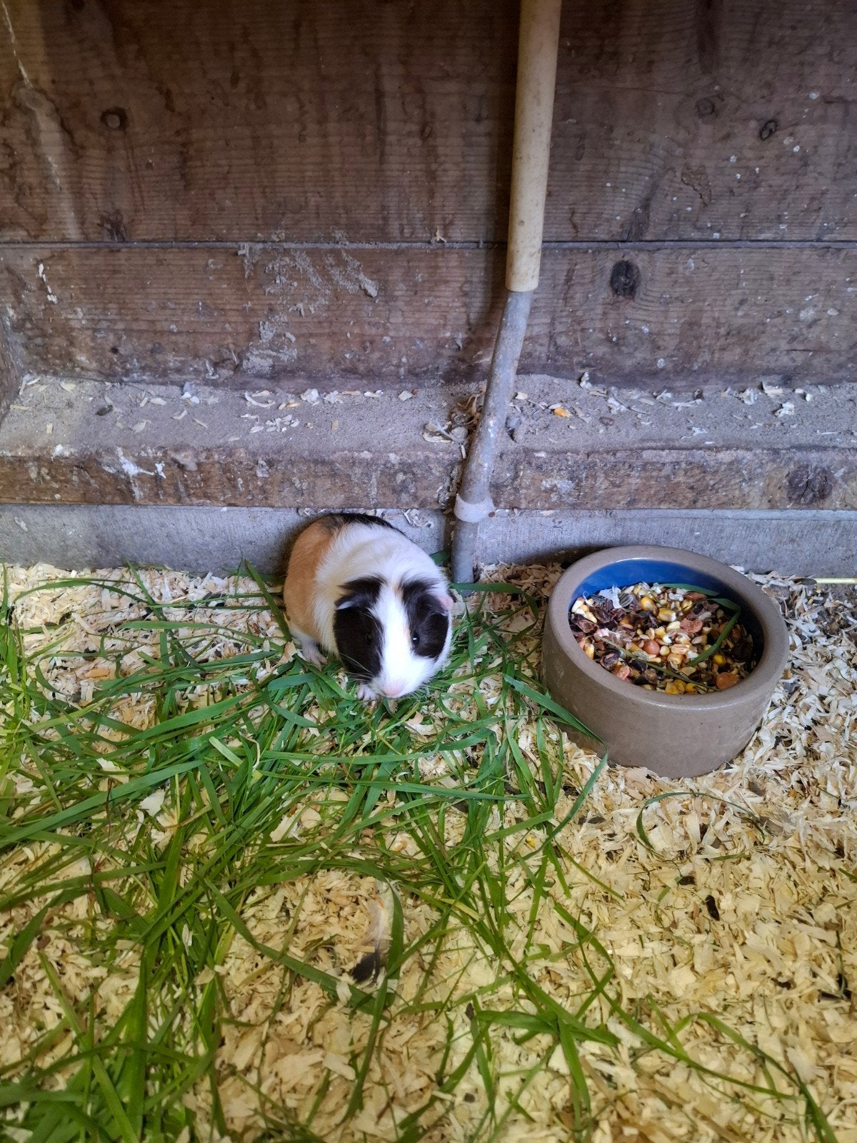 Cavia Beertje, Augustus, Mannelijk, Cavia