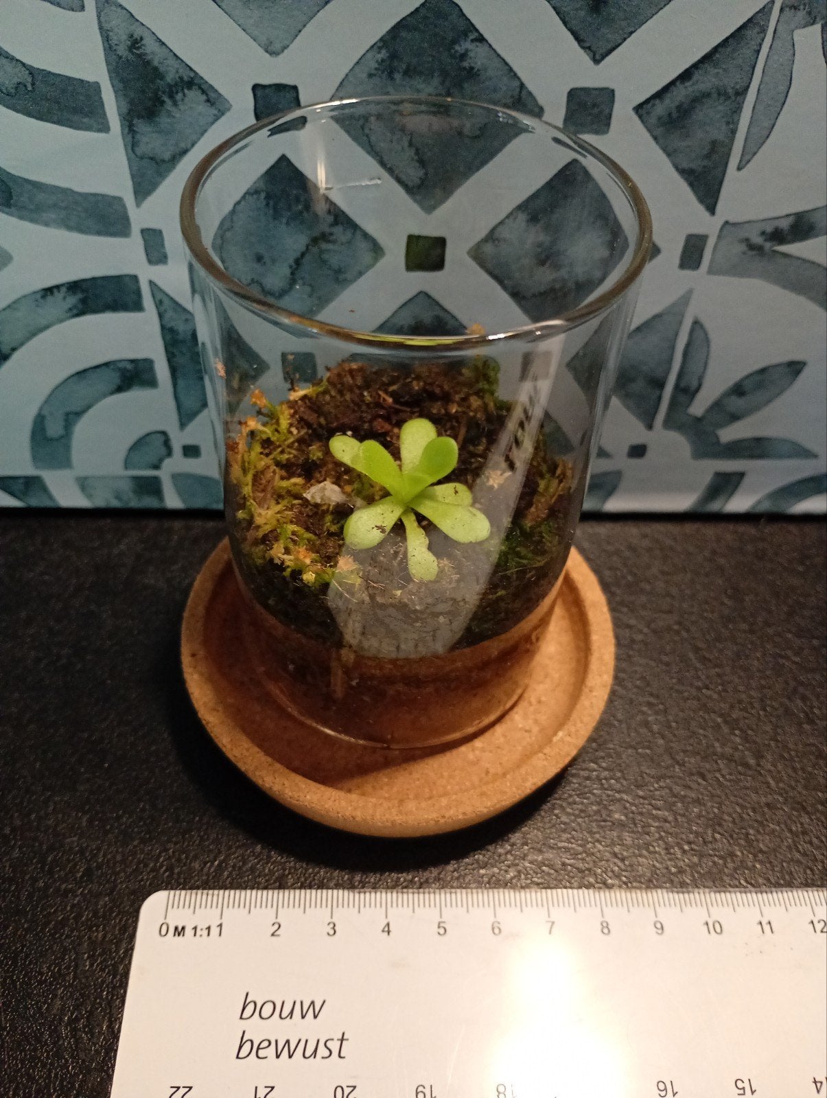 Vleesetende plant, Ophalen, Halfschaduw, Minder dan 100 cm