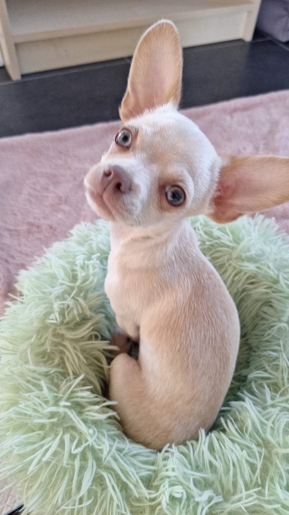 Chihuahua reutje, 15 weken tot 1 jaar, Reu, Parvo, Eén hond
