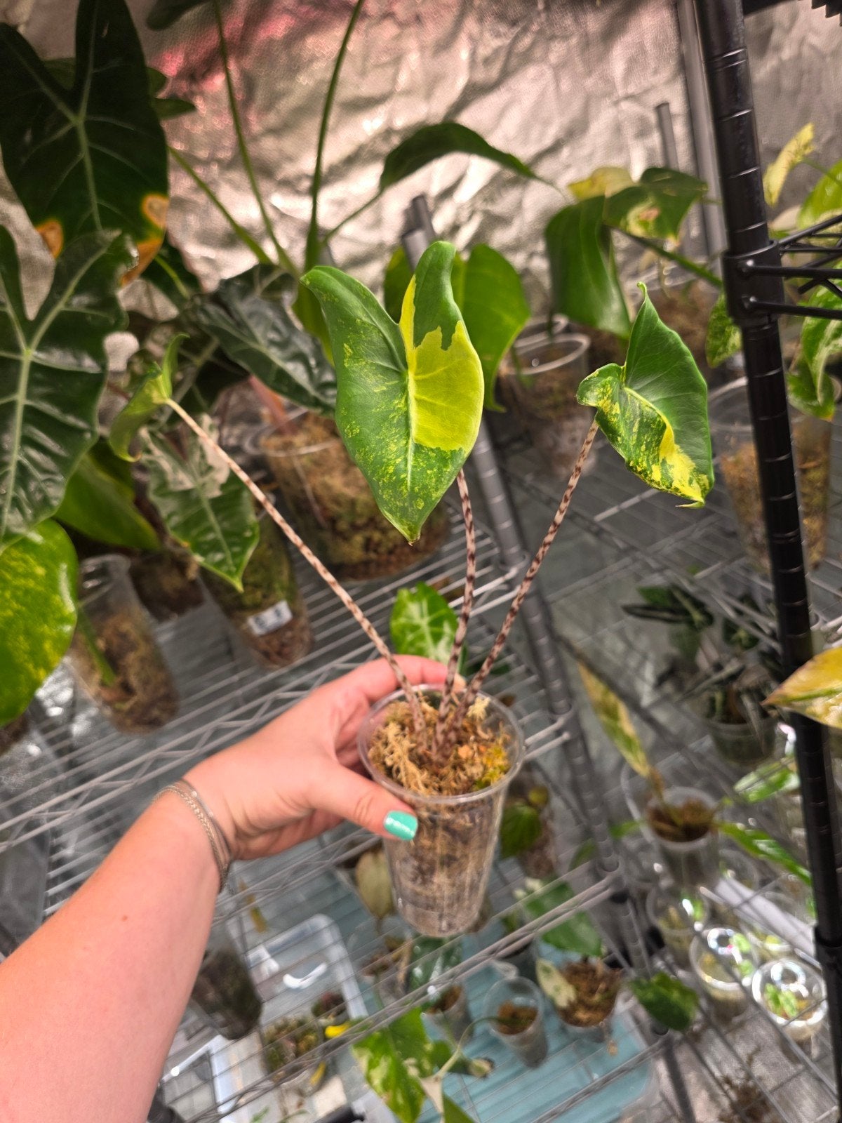 alocasia zebrina aurea, Ophalen of Verzenden, Halfschaduw, Minder dan 100 cm