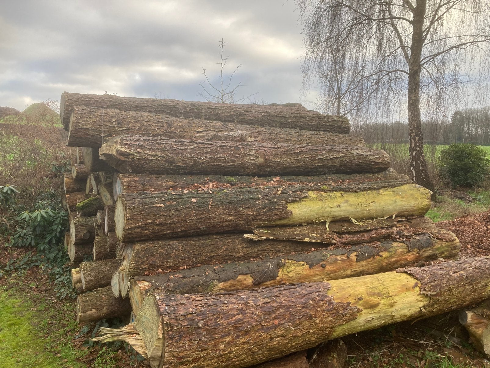 Lariks, zaag- brandhout., Ophalen, Zo goed als nieuw, 250 cm of meer, Palen