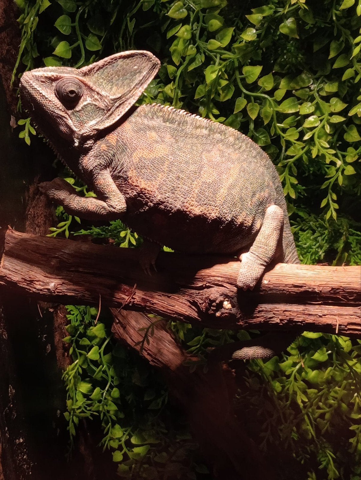 vrouwtje Jemen Kameleon met betonplex terrarium 50x50x90 Chameleon - female for sale from Dick