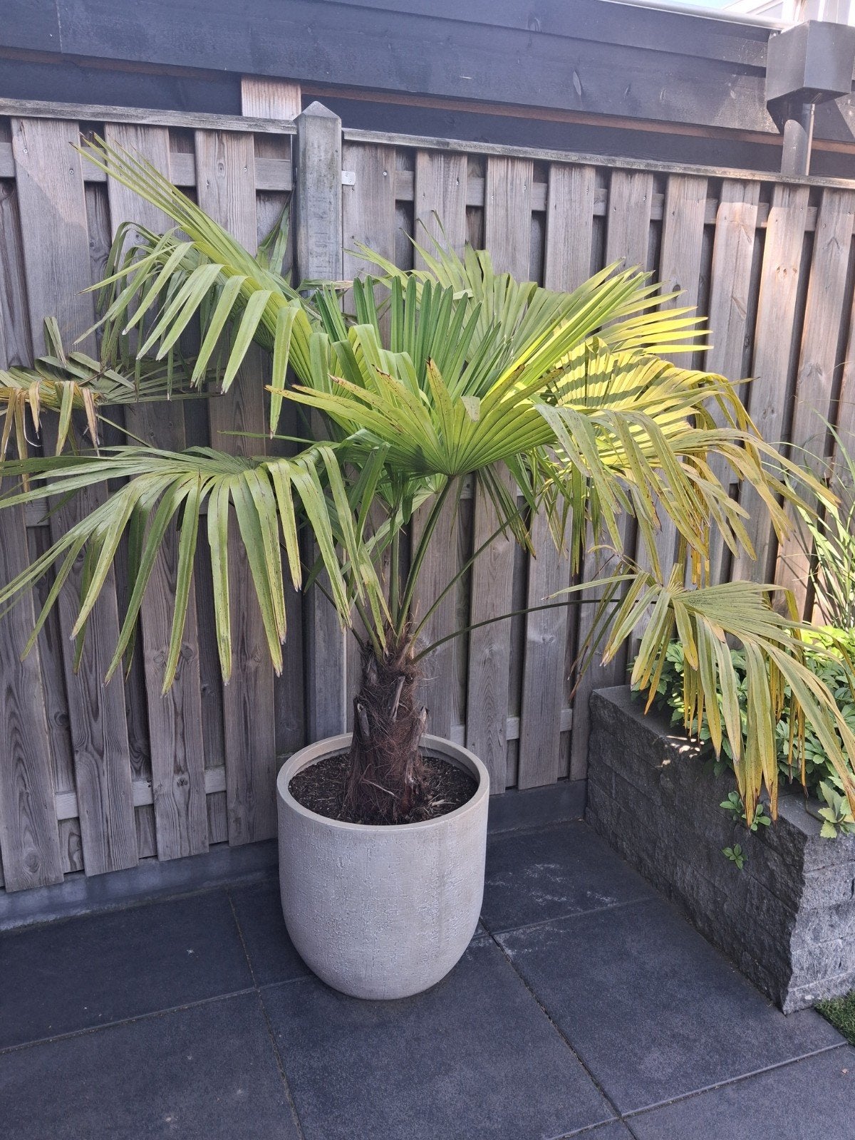Twee mooie palmbomen in pot, 100 tot 250 cm, Zomer, Palmboom, Ophalen