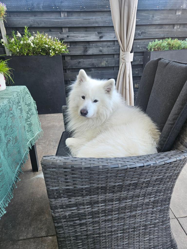 Samojeed dekreu, Reu, Poolhond, Eén hond, 3 tot 5 jaar