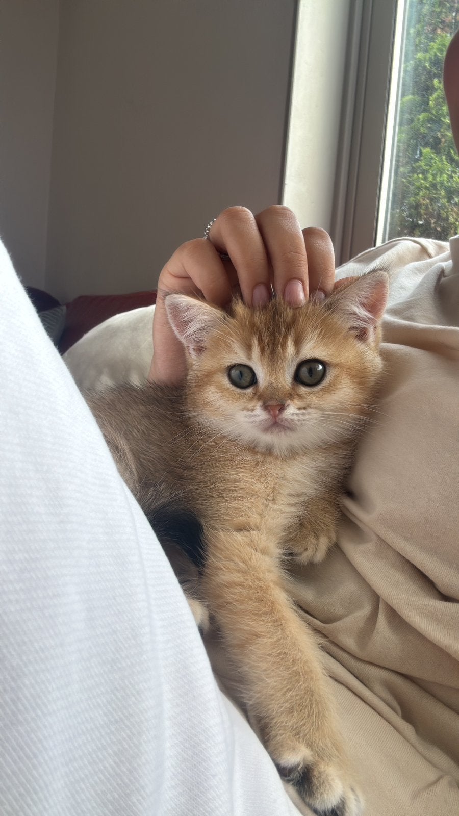 Britse Korthaar Golden Shaded kittens, Meerdere dieren, Ontwormd