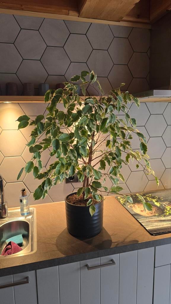 Ficus met pot, Huis en Inrichting, Kamerplanten, Ophalen, Ficus, Halfschaduw, Minder dan 100 cm