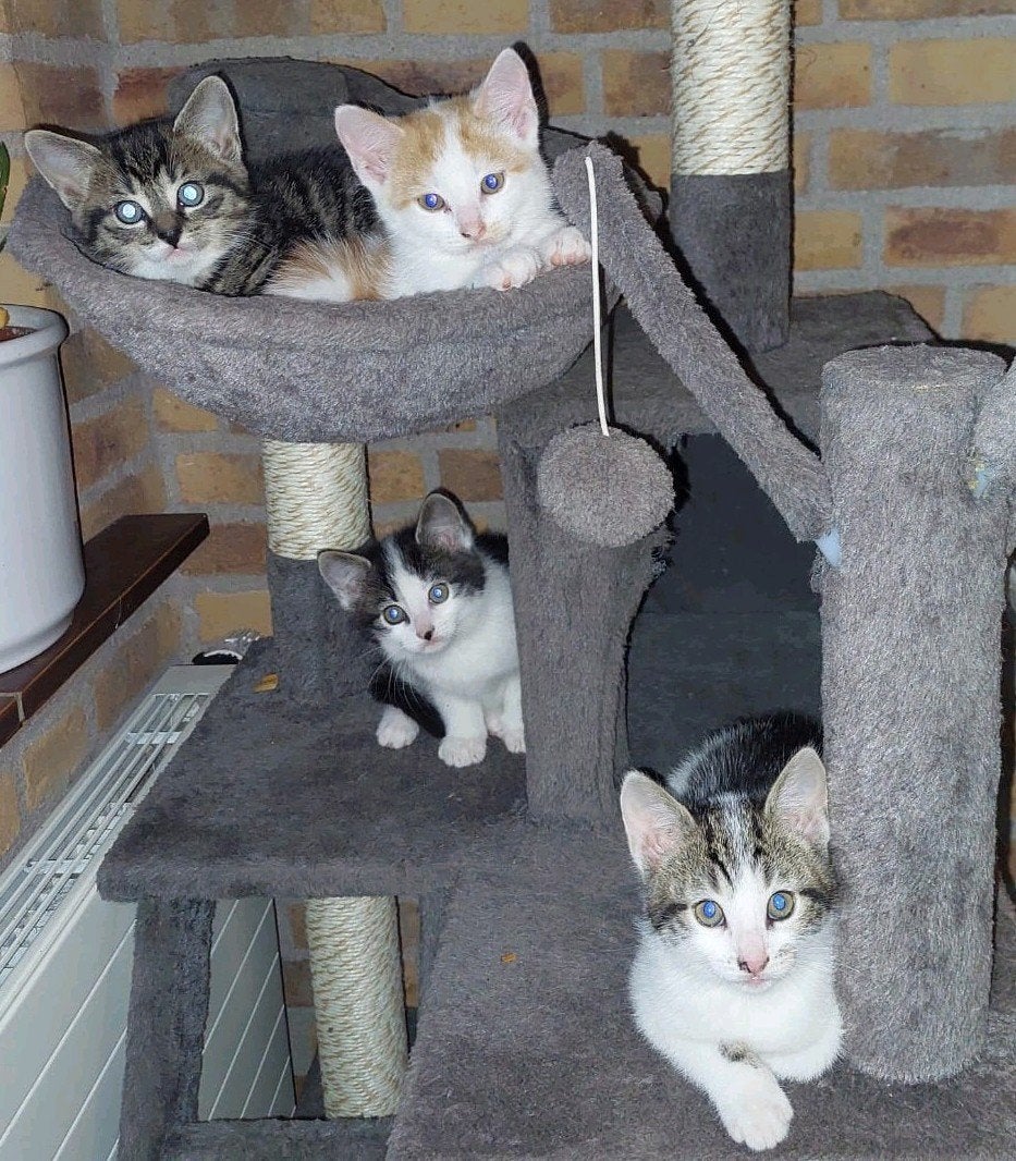 Super lieve speelse kittens, Dieren en Toebehoren, Katten en Kittens | Overige Katten, Meerdere dieren, Kortharig, 0 tot 2 jaar