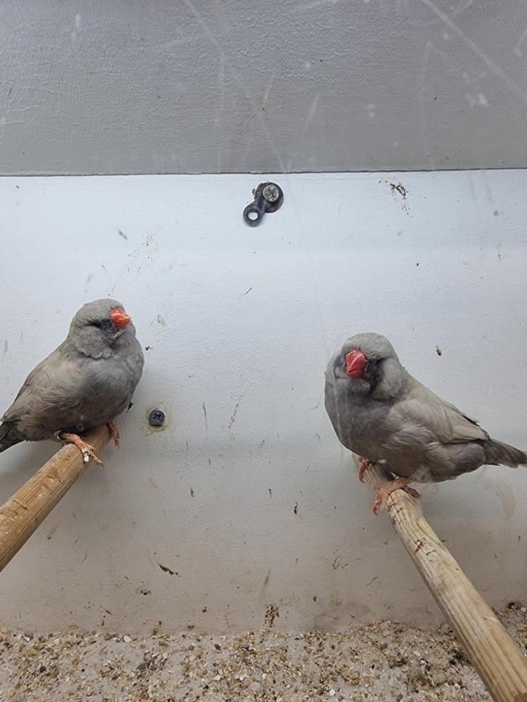 Te koop koppel charcoal Pastel van 2025, Meerdere dieren