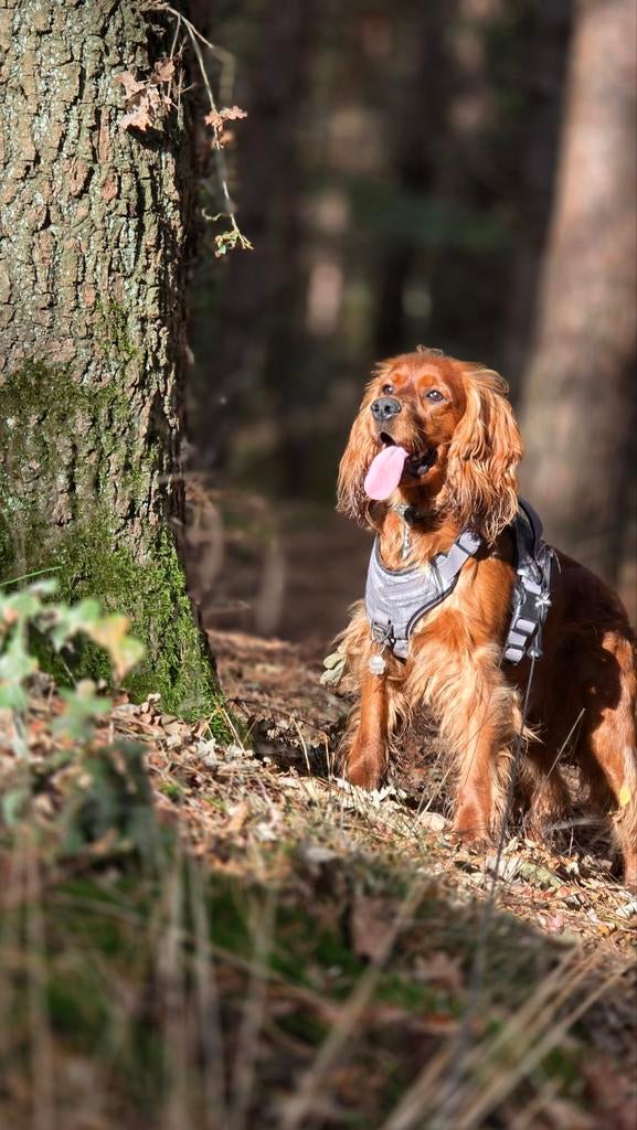 Cocker Spaniel dekreuen. Niet te koop!, Reu, 1 tot 2 jaar, Parvo, Eén hond