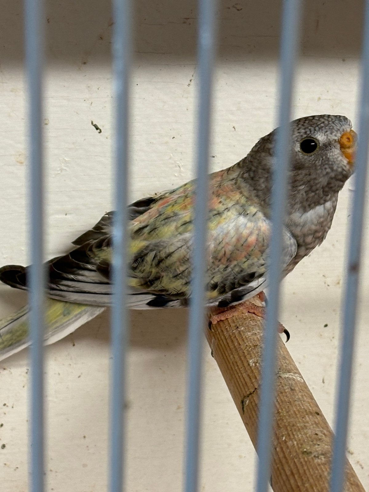 Bourke, Vrouwelijk, Parkiet, Geringd