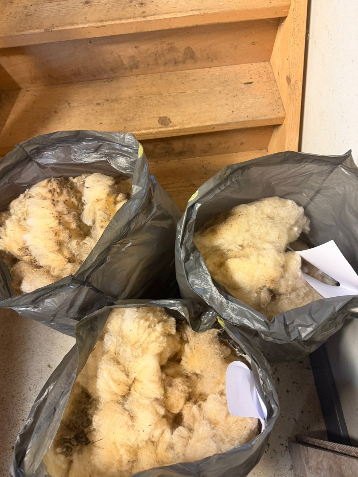 Te koop: 3 zakken schapenwol van Hampshire Downschapen., Vrouwelijk, Schaap