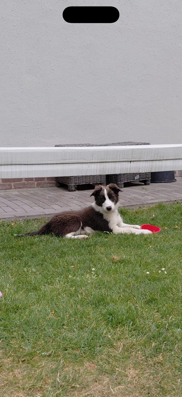 Border collie pup 17 weken, Parvo, 15 weken tot 1 jaar, Teef, Collie