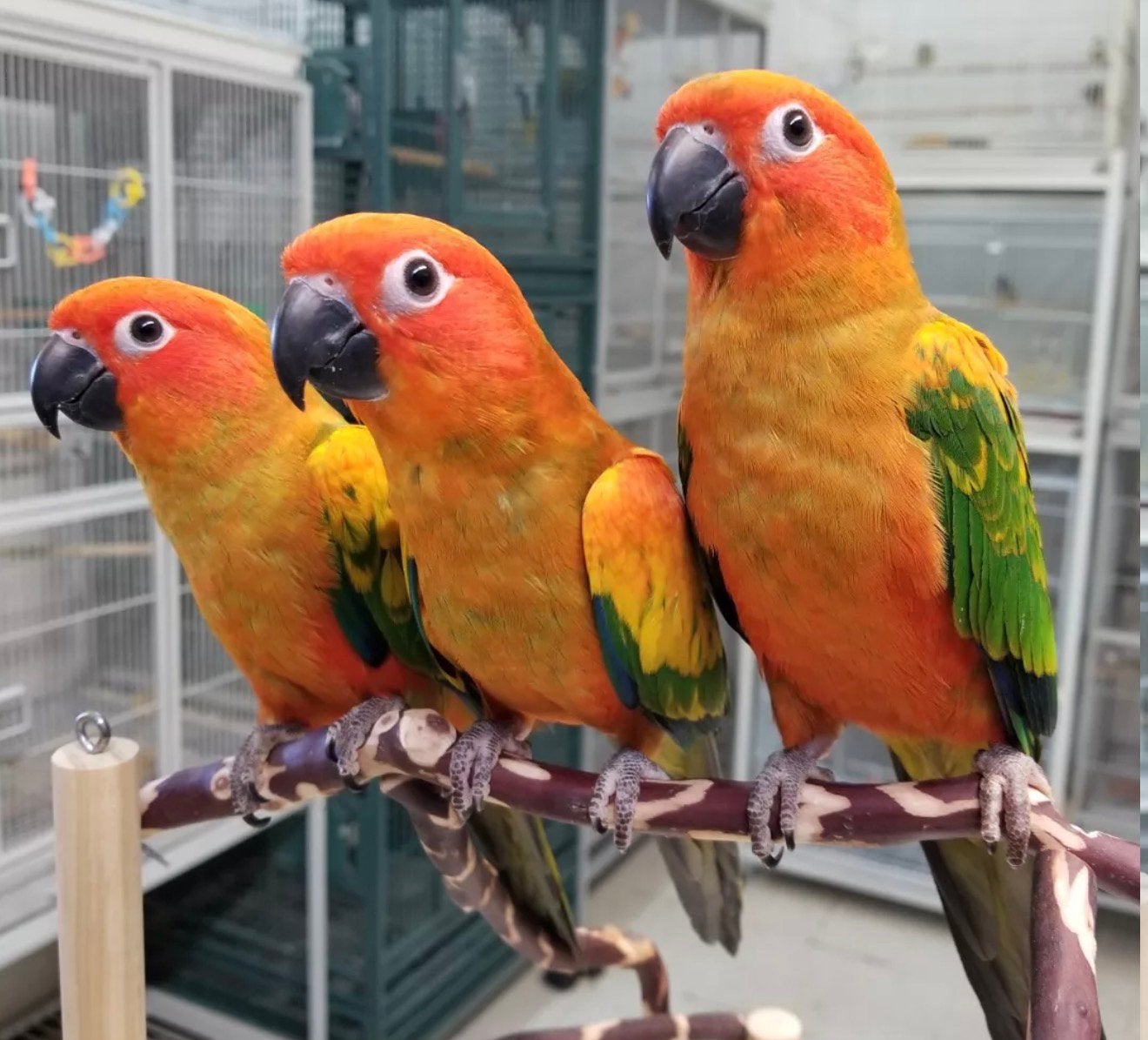 jonge zonparkieten, Dieren en Toebehoren, Meerdere dieren, Papegaai