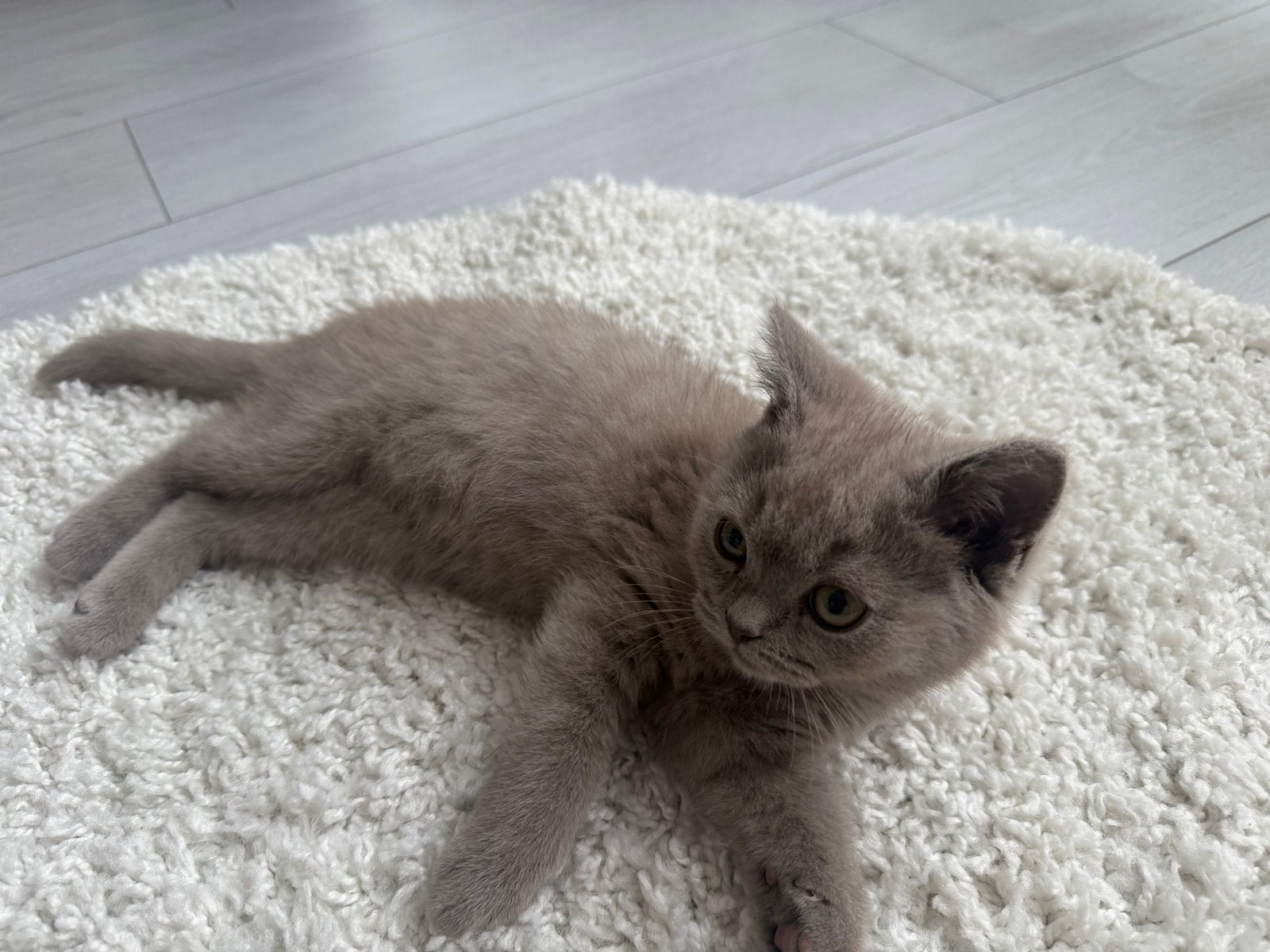 Brits Korthaar  + Alle Toebehoren, Kater, Kortharig, 0 tot 2 jaar