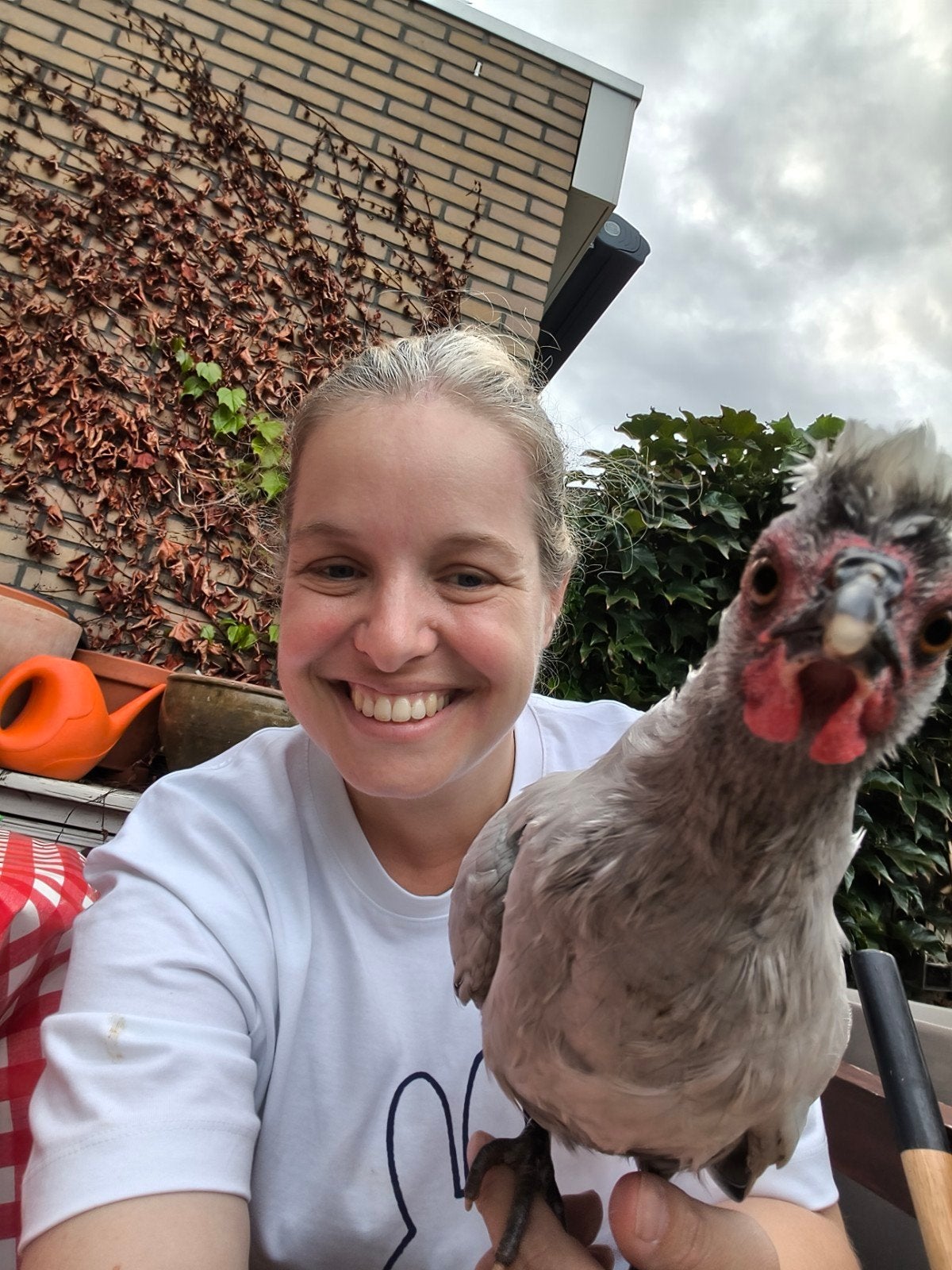 Tamme Hollandse Kuifhoen Kriel Haan Grijs, Dieren en Toebehoren, Mannelijk, Kip