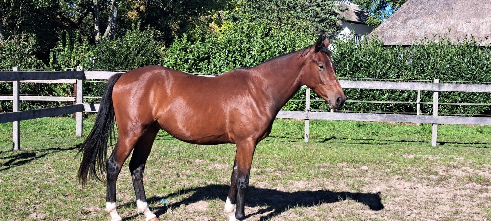 2,5 jarige ruin Miami Turfhorst, Dieren en Toebehoren, Ruin, Dressuurpaard, 3 tot 6 jaar