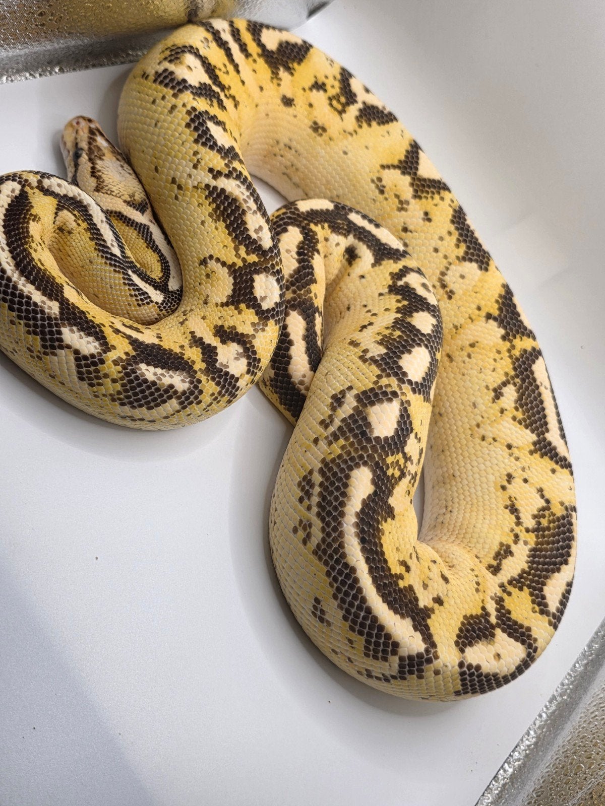 koningspython- python regius- ballpython, Slang, Tam, 3 tot 6 jaar