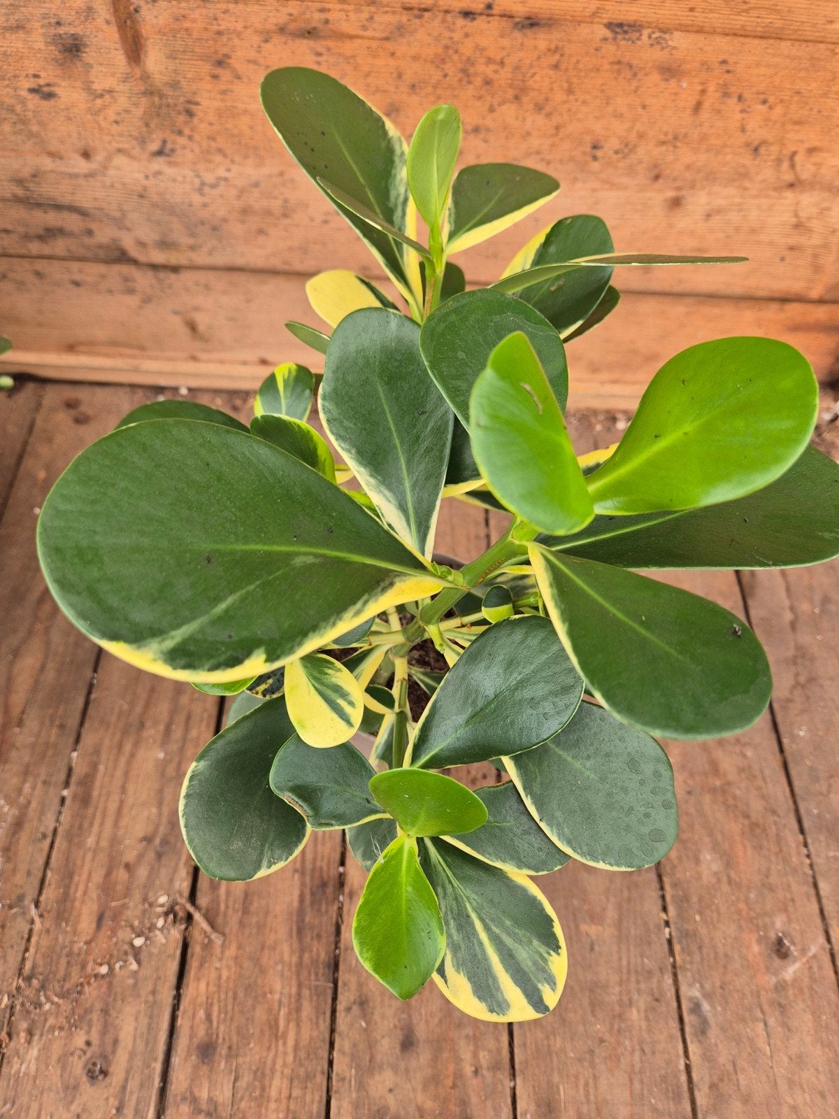 Clusia Variegata p12 (4)