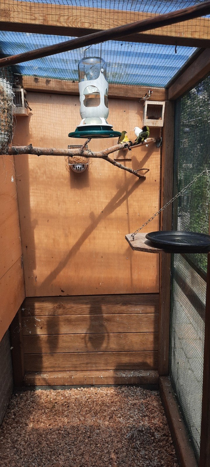 Te koop., Meerdere dieren, Kleurkanarie
