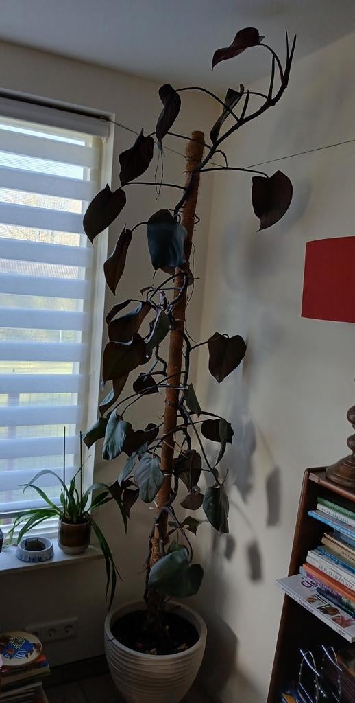 Philodendron 'pink princess', Ophalen, 200 cm of meer, Overige soorten, Halfschaduw