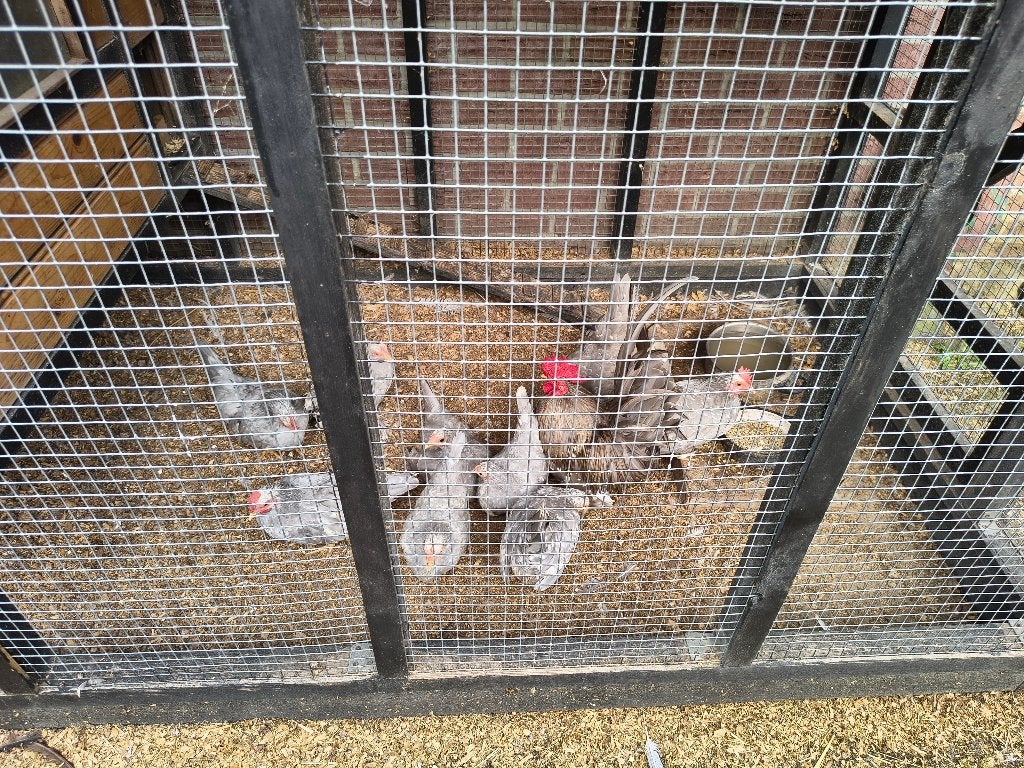 chabo zilvergrijs witgepareld en porcelijn en patrijs kleur, Dieren en Toebehoren, Pluimvee, Meerdere dieren, Kip