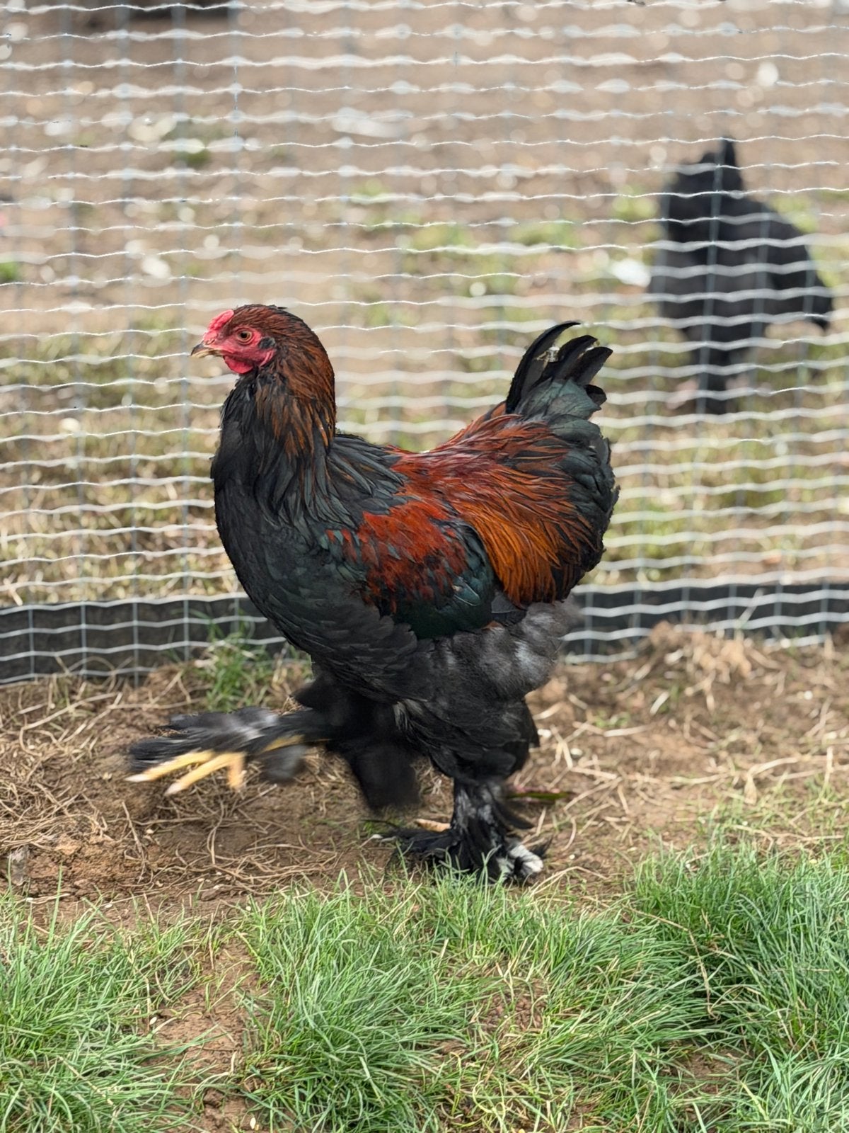 Brahma haan 5 maanden oud, Dieren en Toebehoren, Mannelijk, Kip
