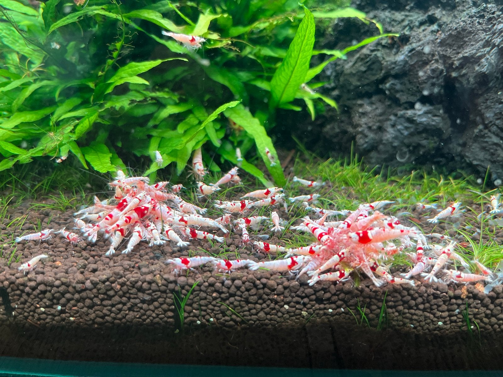 Crystal Red High Quality, Dieren en Toebehoren, Kreeft, Krab of Garnaal