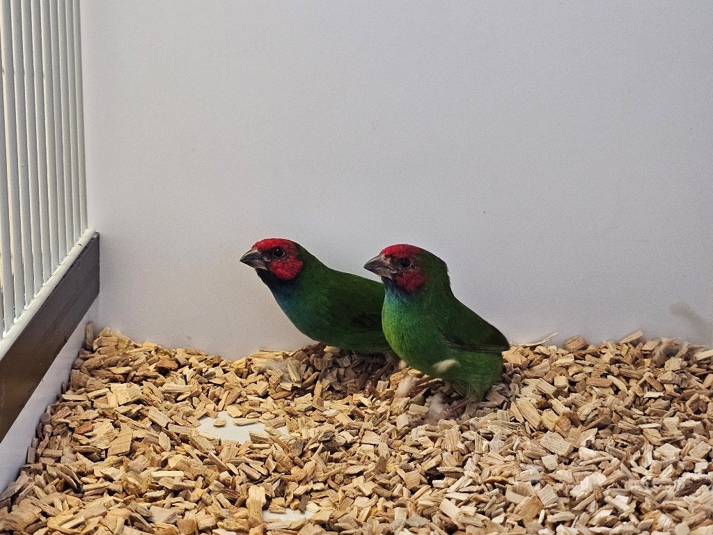 Kortstaart papegaaiamadine | Broedkoppel | 2025, Dieren en Toebehoren, Vogels | Overige Vogels, Meerdere dieren, Tropenvogel