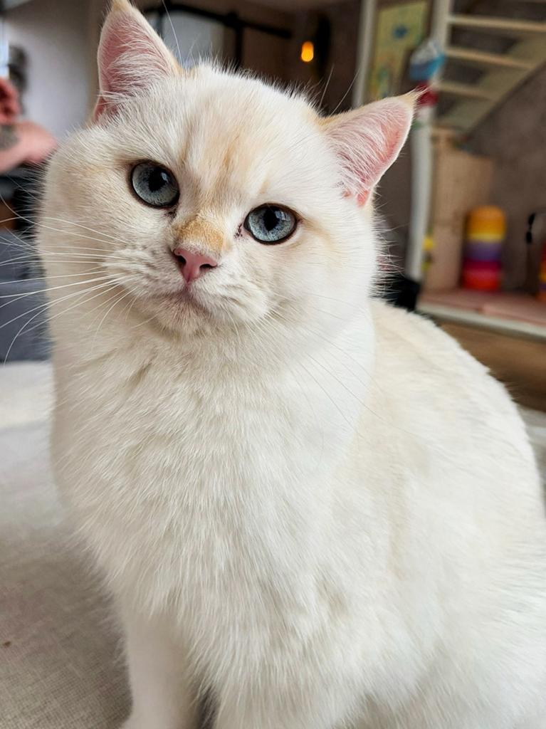 Brits korthaar poes, Dieren en Toebehoren, Katten en Kittens | Raskatten | Korthaar, Poes