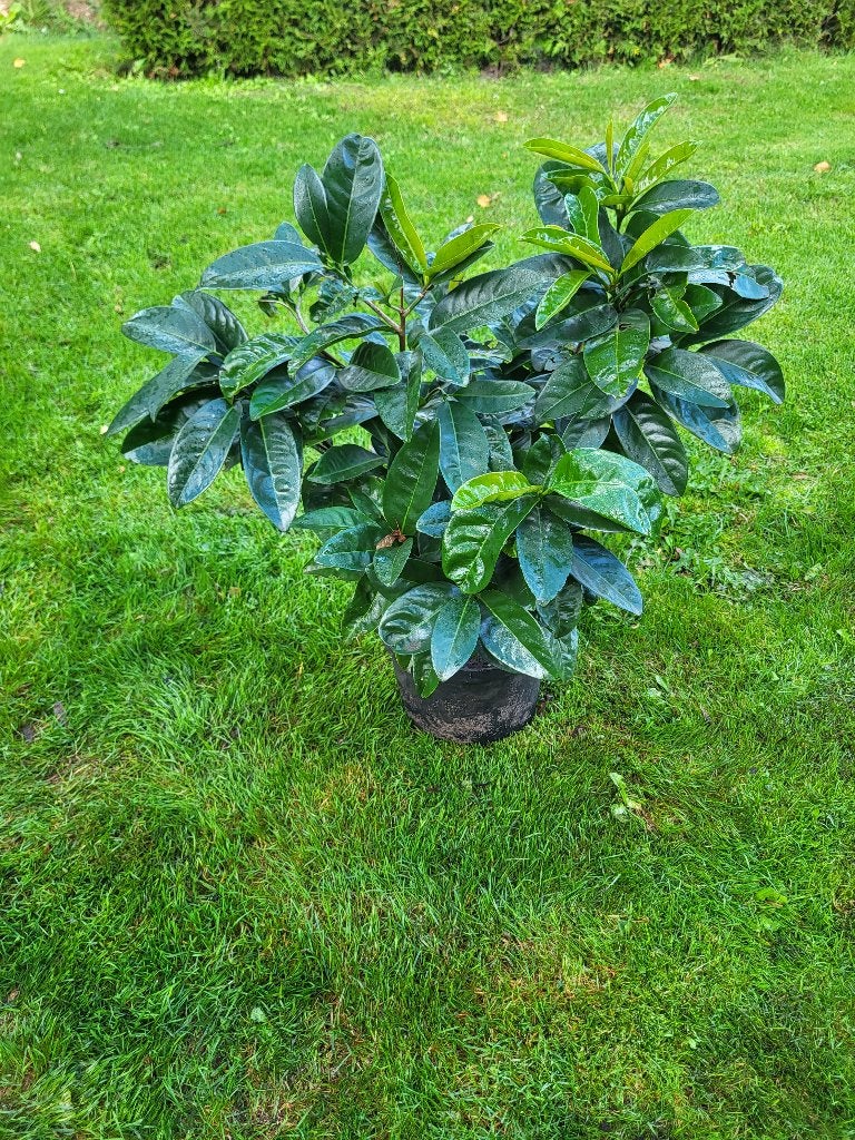 Laurier, Ophalen, Laurier, Struik, Minder dan 100 cm