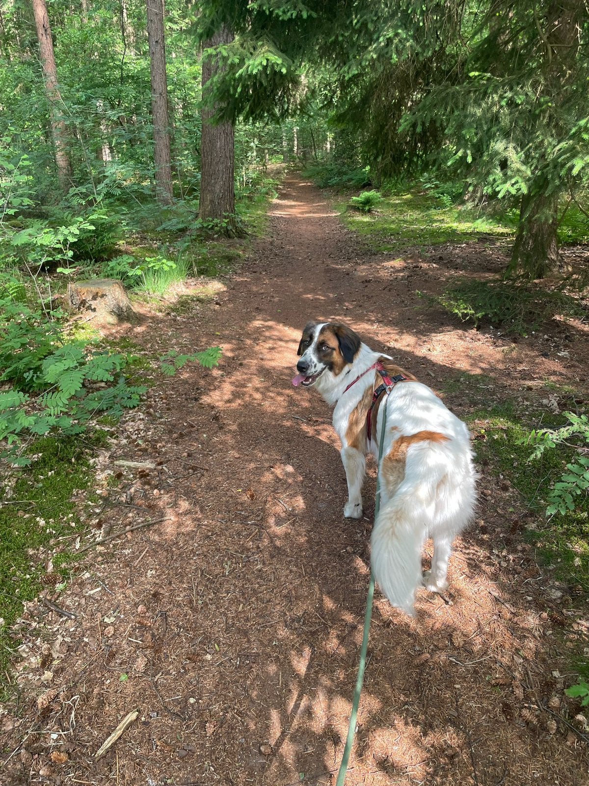 Berghond hond Suzie 1,5 jaar, 1 tot 2 jaar, Teef, Eén hond, Nederland