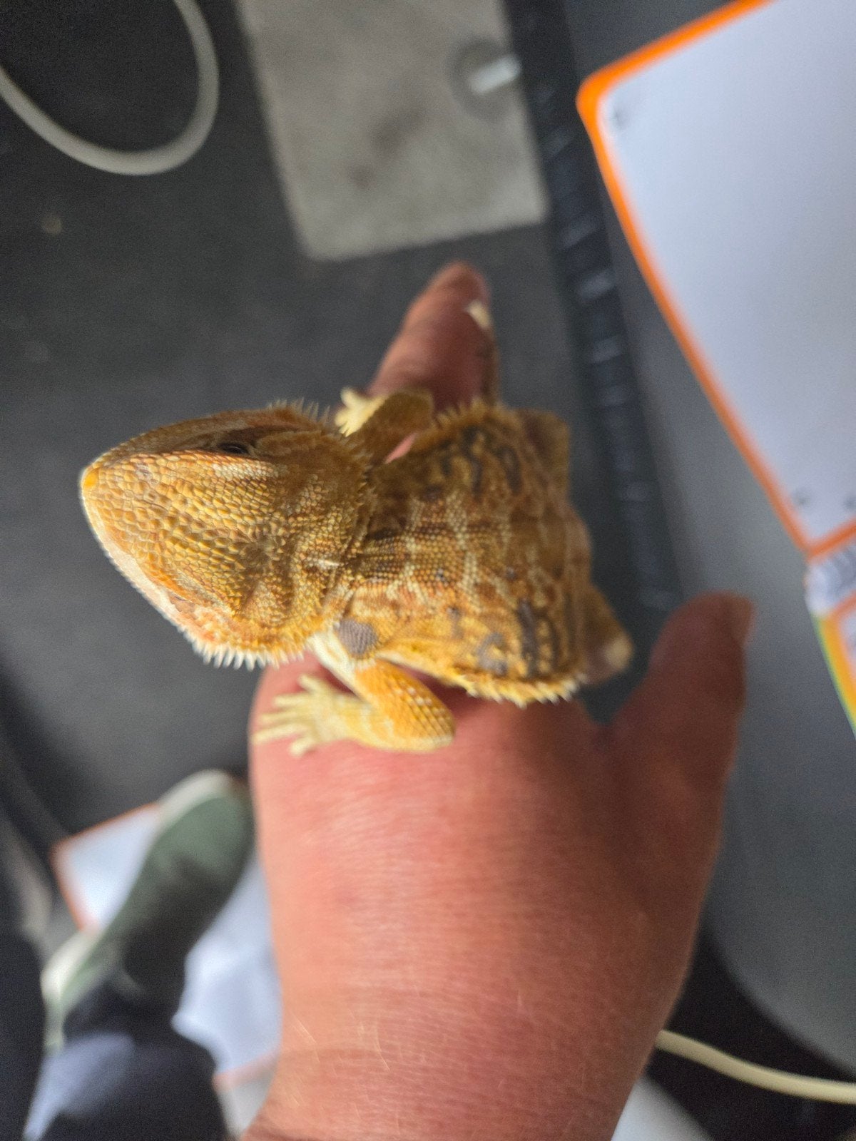 Baardagaam Pogona Vitticeps Orange Citrus Tiger Leatherback Bearded Dragon photo 3