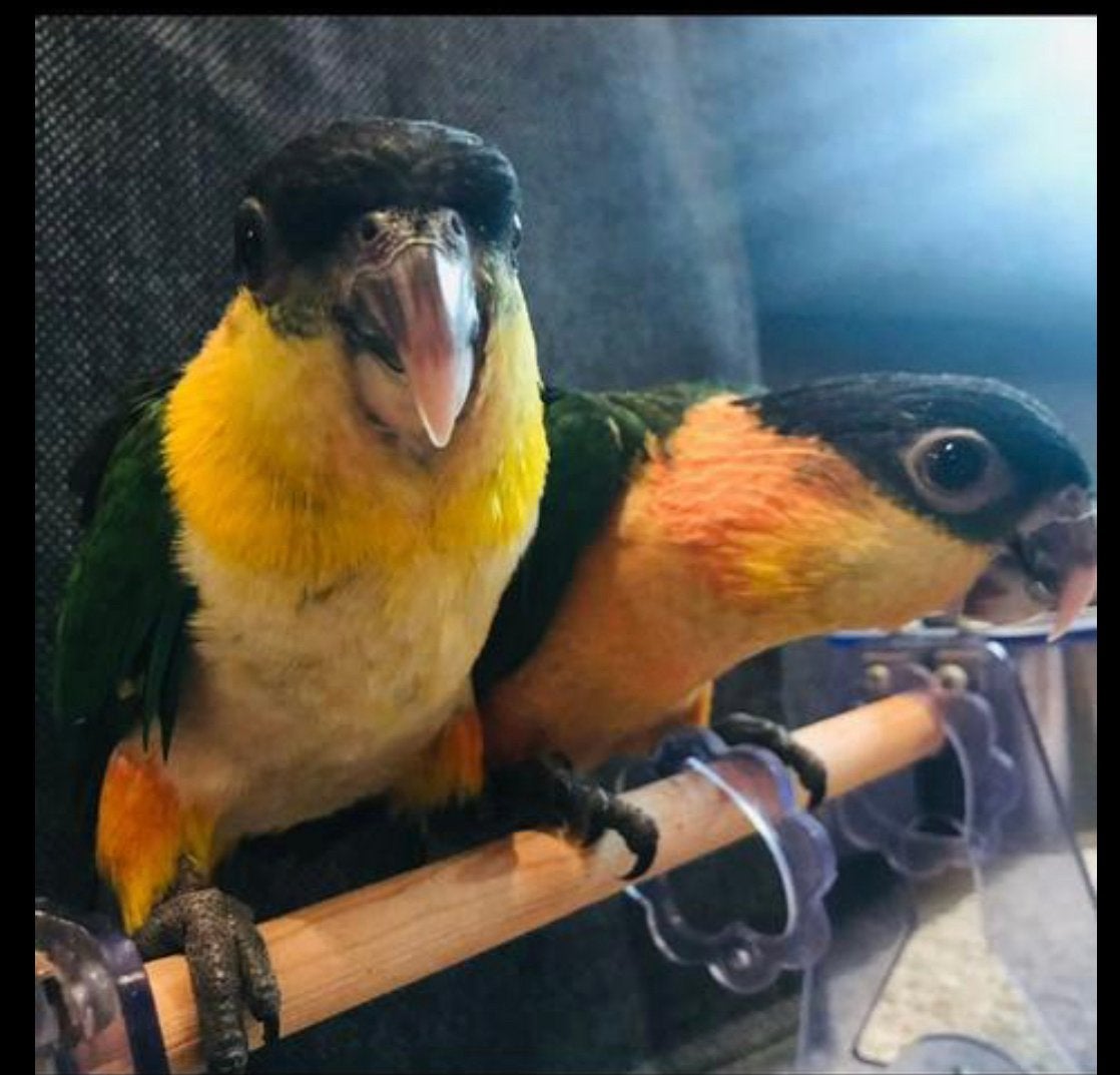 Handtamme zwartkop caique, Dieren en Toebehoren, Geslacht onbekend, Papegaai, Tam