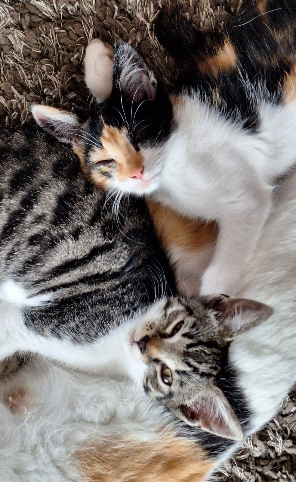 Kitten, Poes