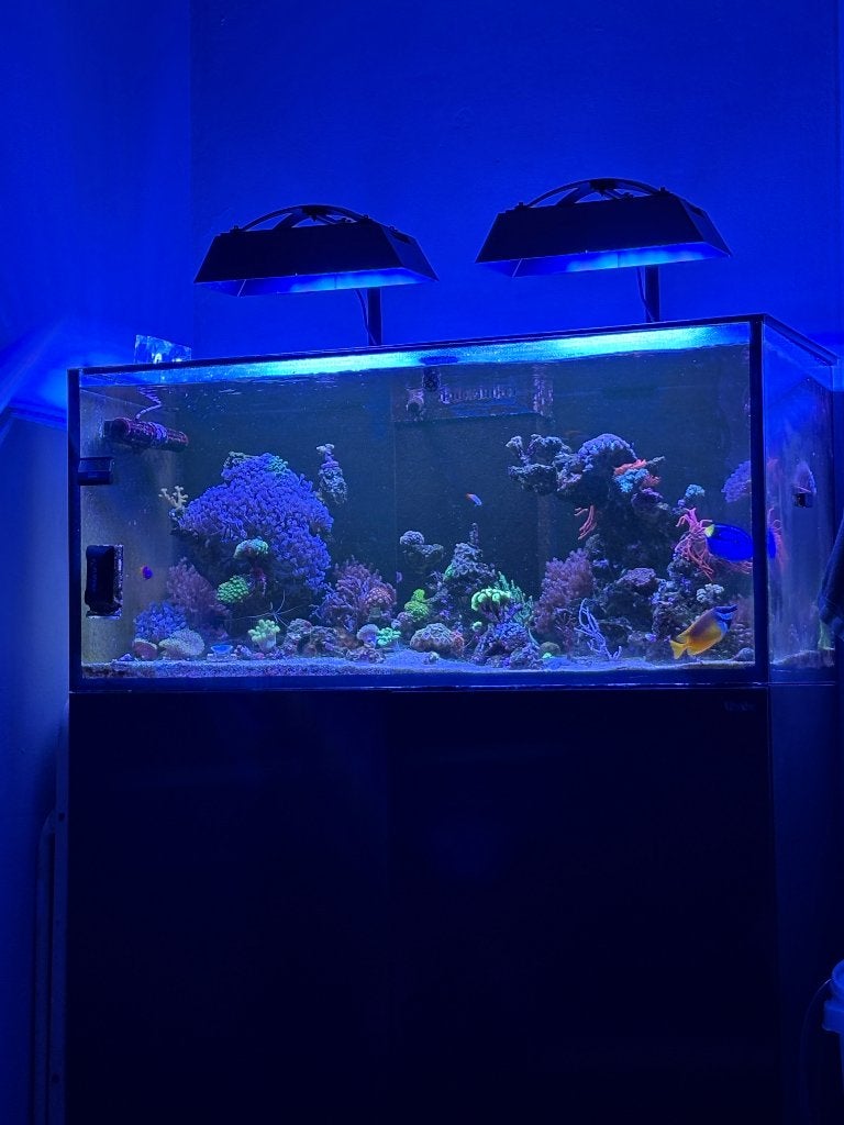 Vis bestand van zee aquarium, Ophalen, Zo goed als nieuw, Overige typen