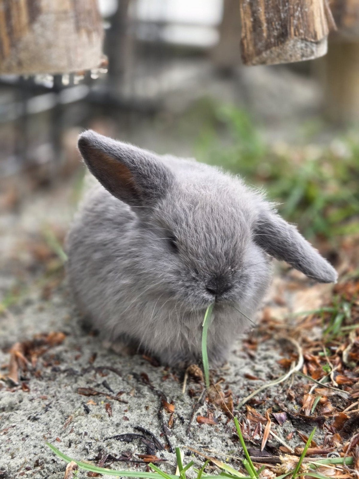 Te koop baby Franse hangoor konijntjes., Dieren en Toebehoren, Meerdere dieren, Groot, Hangoor