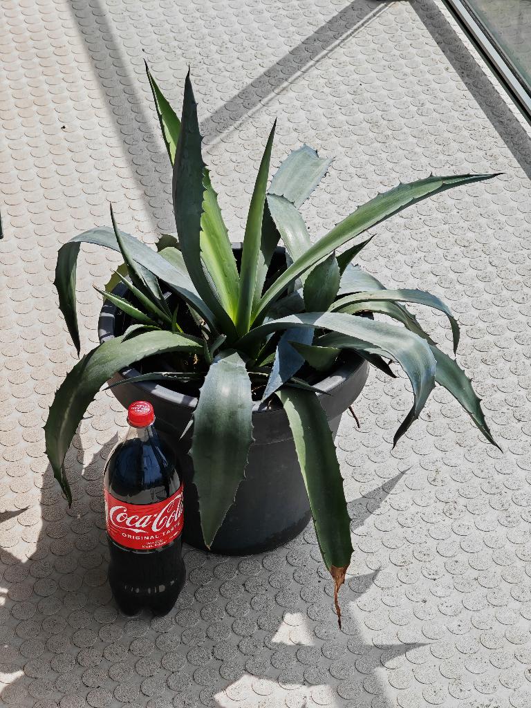 Agave Plant in Grote Pot met Jonge Uitlopers Volle Pot, Volle zon, Vaste plant, Bloeit niet, Ophalen