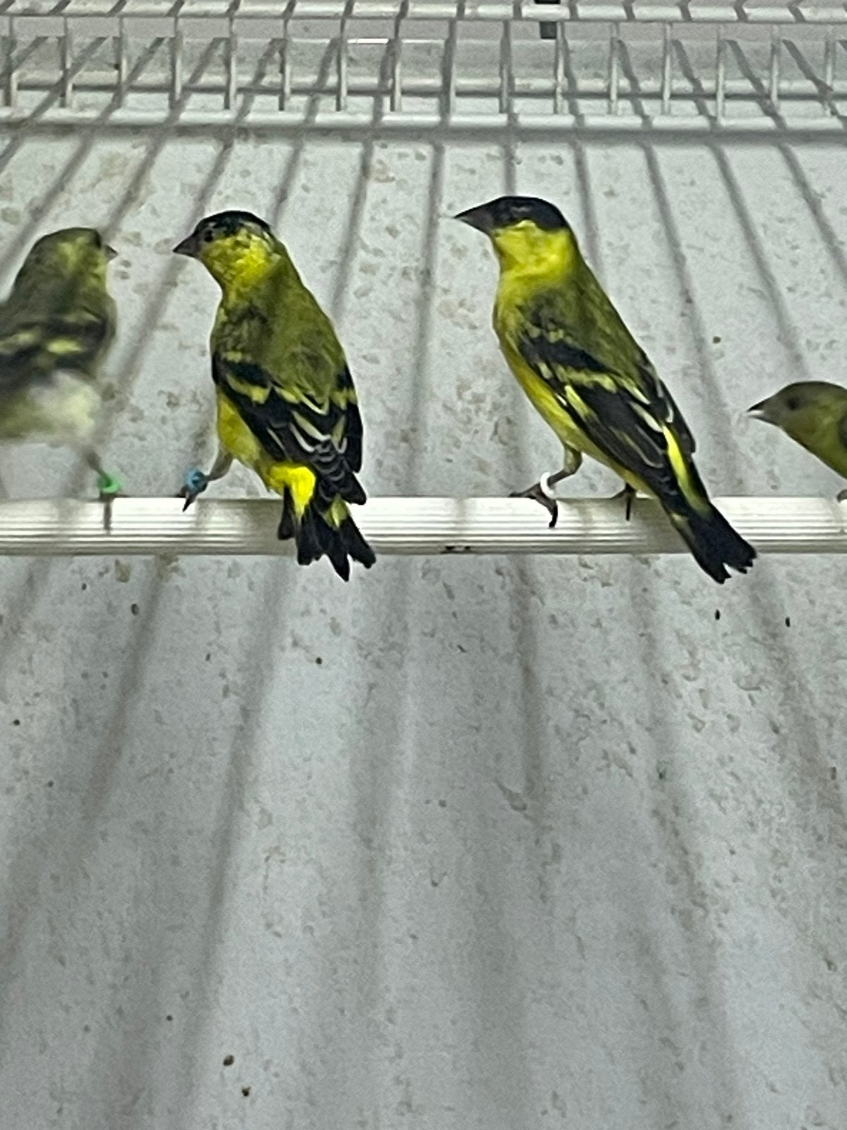 Yarrelsijzen 2026, Dieren en Toebehoren, Meerdere dieren