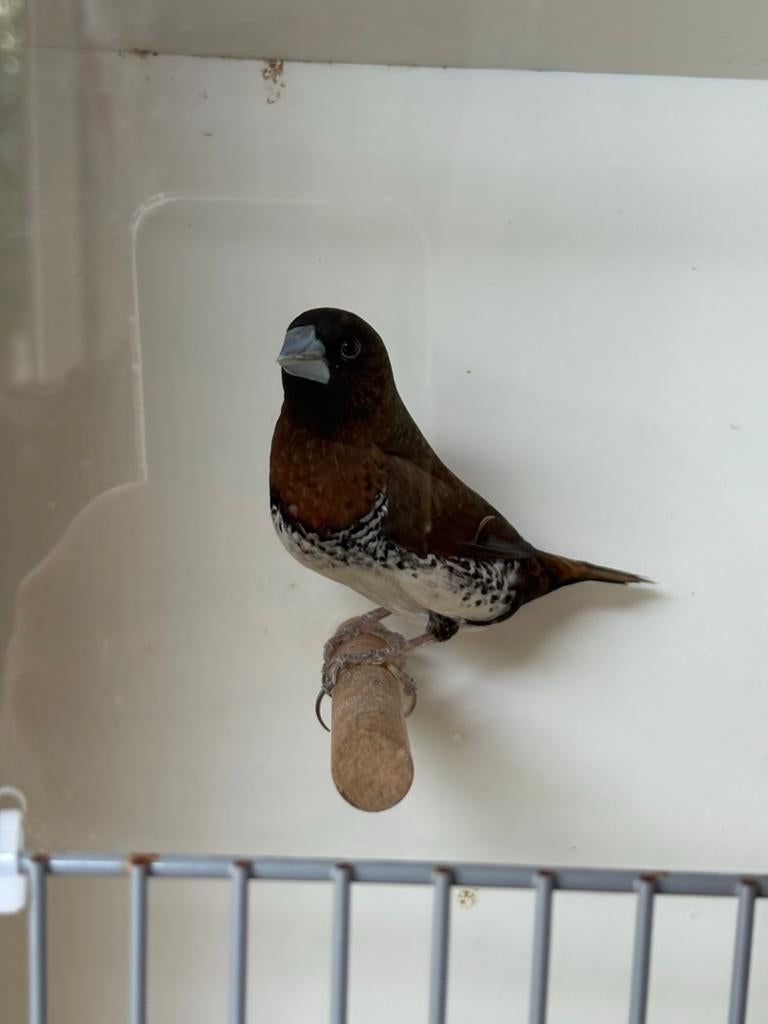 Kruising Japanse Meeuw x Bruinborstrietvink 3x, Tropenvogel