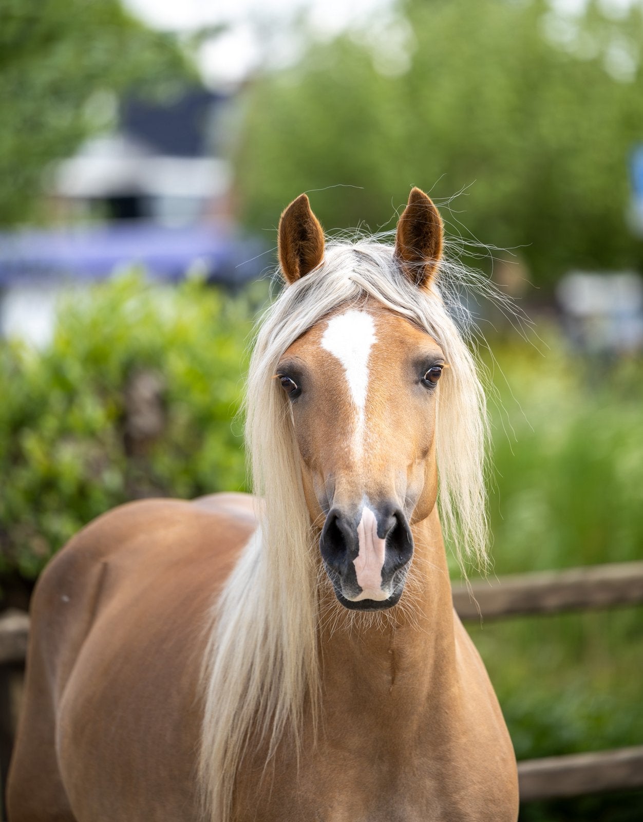 Super mooie gereden Haflinger, Merrie, 7 tot 10 jaar, D pony (1.37m tot 1.48m), Met stamboom