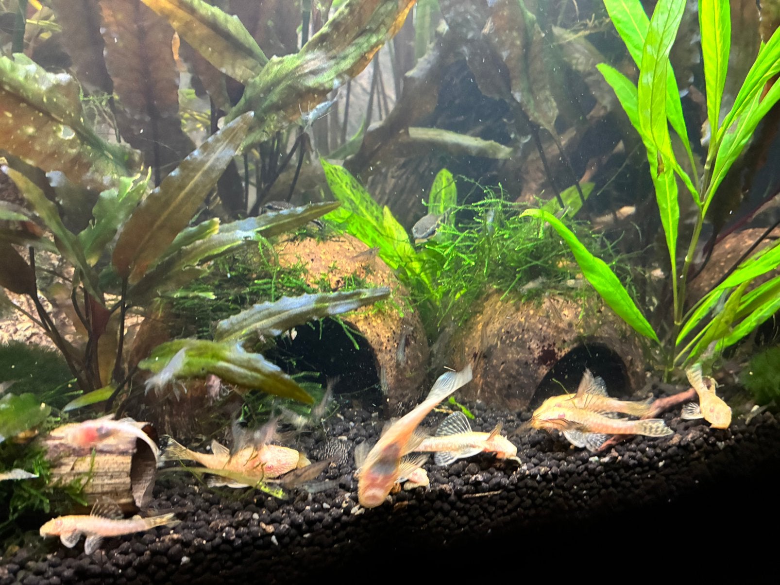 Pleco’s en glas garnalen, Dieren en Toebehoren, Vissen | Aquariumvissen, Kreeft, Krab of Garnaal