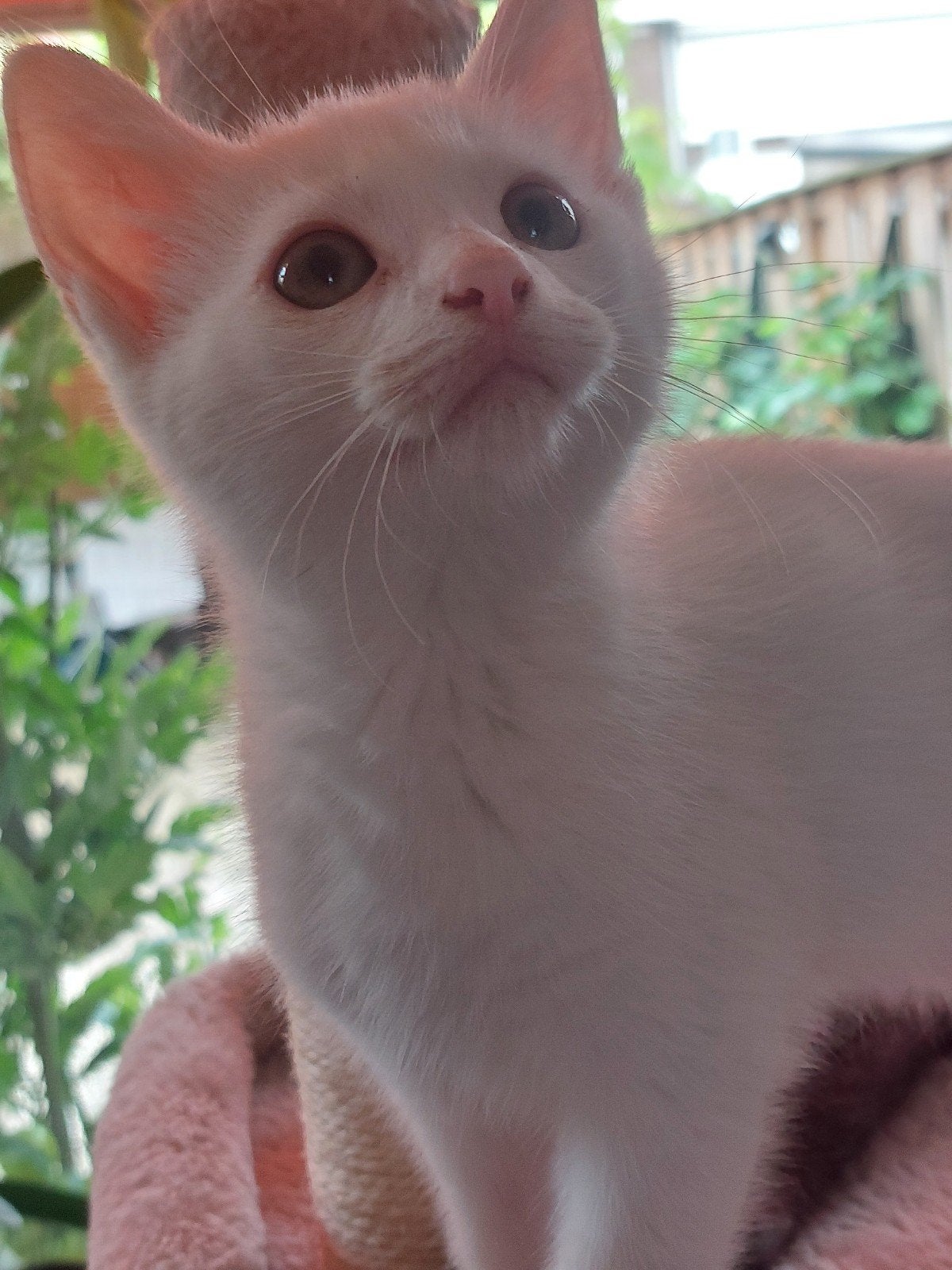 2 super sweet, cuddly kittens, Dieren en Toebehoren, Katten en Kittens | Overige Katten