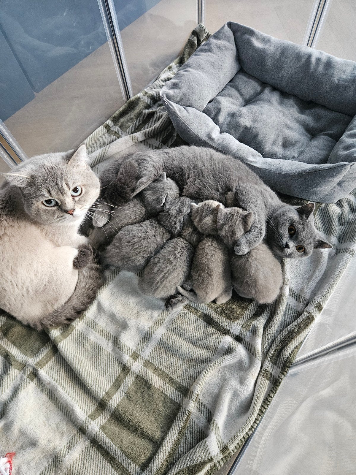 Britse Korthaar kittens, Dieren en Toebehoren, Katten en Kittens | Raskatten | Korthaar, Poes, Ontwormd